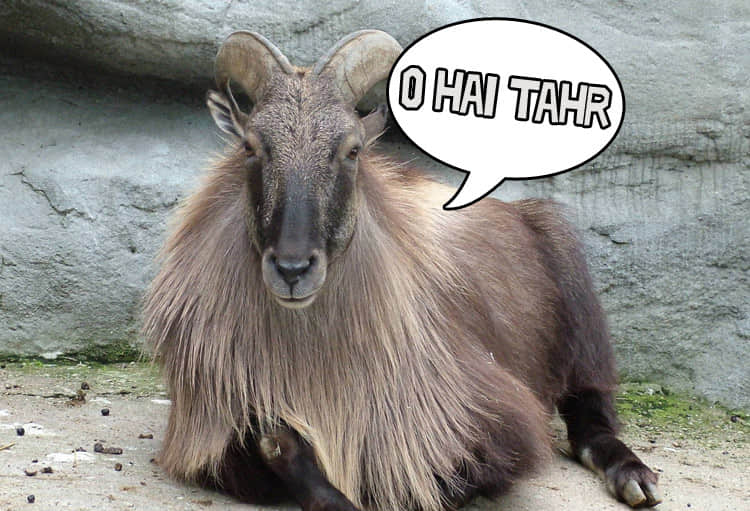 Ubuntu 14.04 LTS命名为“可靠的塔尔羊（Trusty Tahr）”